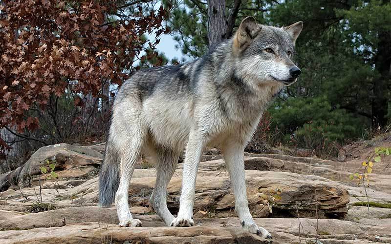 Lobo Mexicano