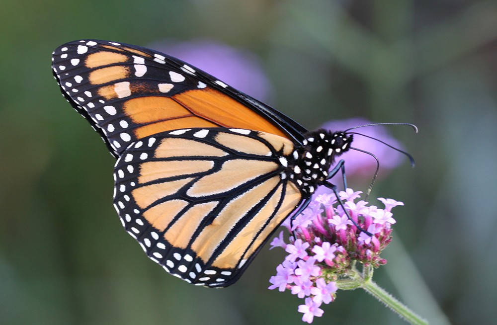 Mariposa Monarca