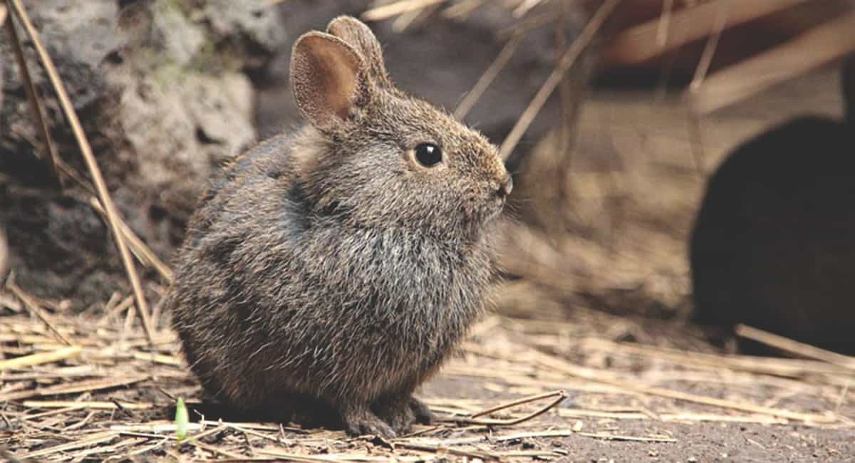 Conejo de los volcanes